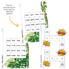 Stage 1-9 Bundle: CVC Spelling Packs - Image 11
